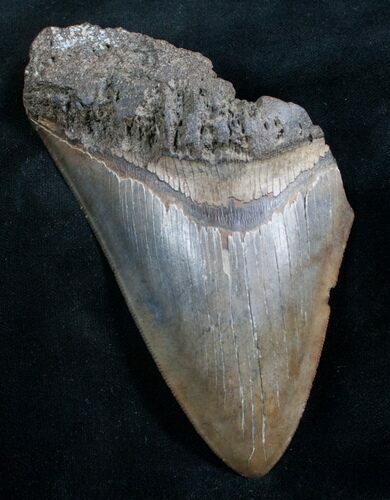 Bargain Megalodon Tooth - Serrated #7506